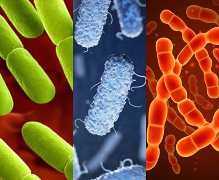 Заквасочные культуры лаборатории "Lactina"